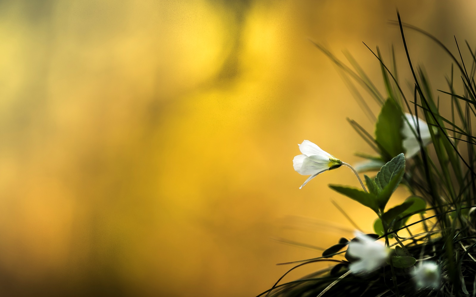 3. Platz Anton Kienle